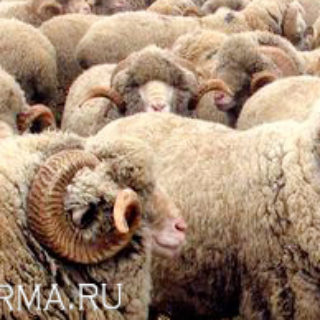 асканийские овцы