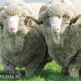 ставропольская порода овец