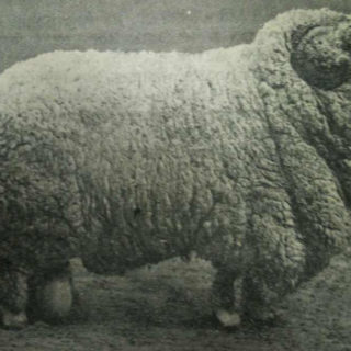 грозненская порода овец