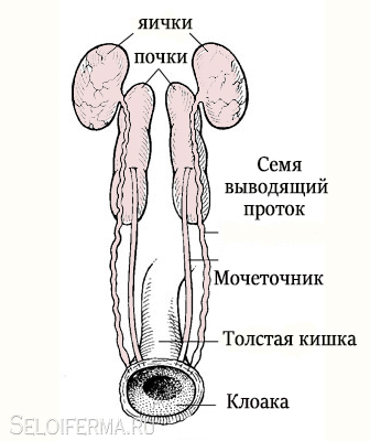 репродуктивная система петуха