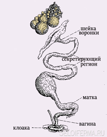 репродуктивная система курицы