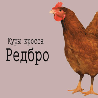 кросс редбро