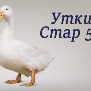 утки стар 53