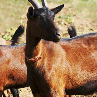 Чешская порода коз