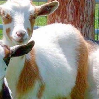 Камерунская порода коз