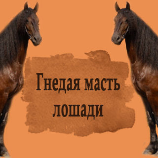 Гнедая масть лошади