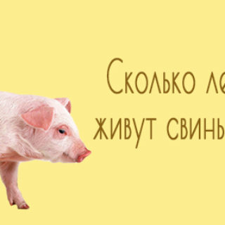 Продолжительность жизни свиней