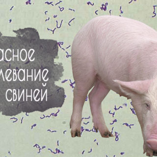 Рожа свиней