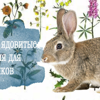 Полезные и ядовитые растения для кроликов