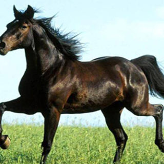 Лошадь Мустанг
