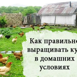 как выращивать кур