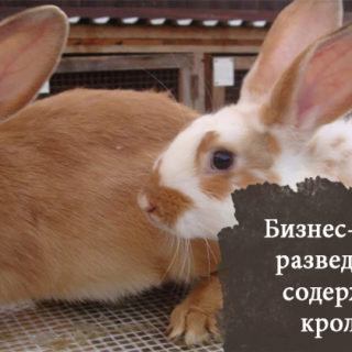бизнес по выращиванию кроликов