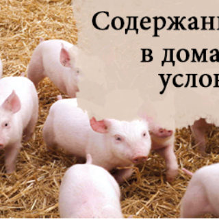 методы содержания свиней в домашних условиях